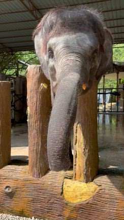 マレーシア旅行記〜動物との触れ合い編の記事動画