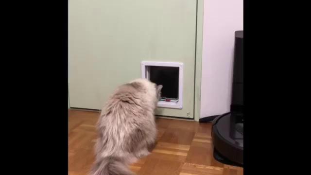 おりこうさんの記事動画