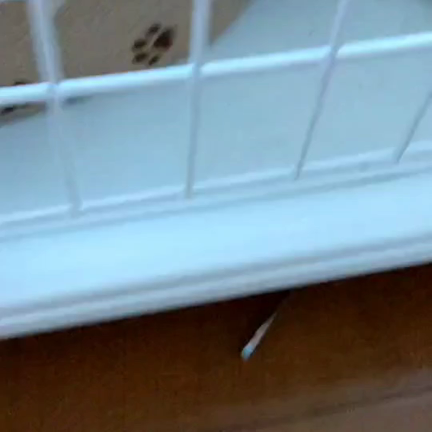 初めての子猫ちゃんの記事動画