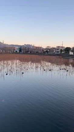 ごみ拾い 第665回 二つ池公園(静岡大学近く)の記事動画