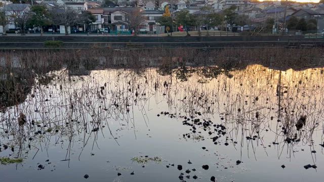 ごみ拾い 第665回 二つ池公園(静岡大学近く)の記事動画