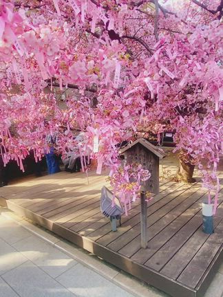 桜の記事動画