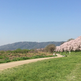 背割り堤〜♪の画像