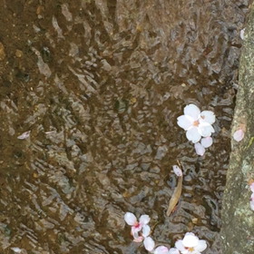南禅寺のそば〜♪の画像