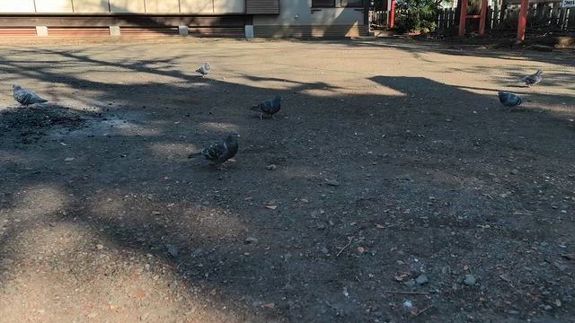 ワンコと初詣は駄目なのかの記事動画