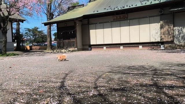 花見散歩の記事動画