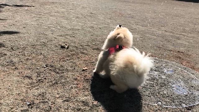 気分は初夏(^^)の記事動画