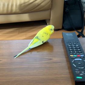 ゲームの話をする兄弟の近くで様子を見るピーちゃん。の画像