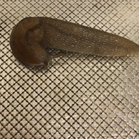 時間薬の画像