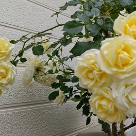 動画で見るバニラボニカの画像
