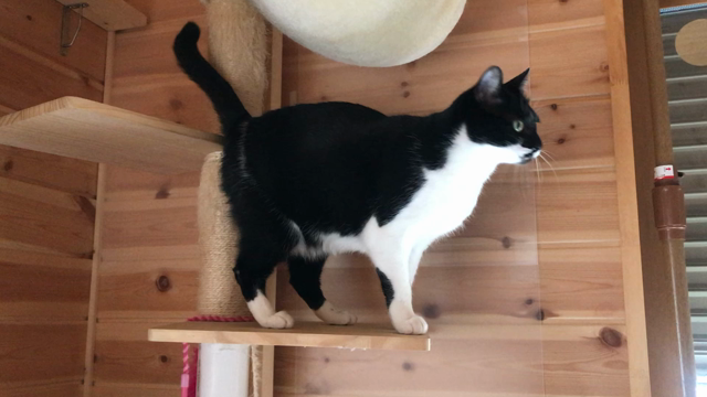 ありがとう❗️ヒーリング・キャット　の記事動画