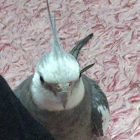 pikoの画像