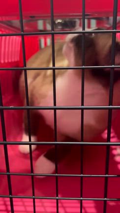 シロちゃん歯石取りの記事動画
