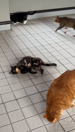 テラスの猫の記事動画