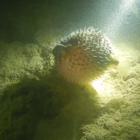 ナイトシュノーケルの動画の画像