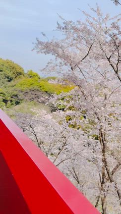 母と恒例の花見ランチの記事動画