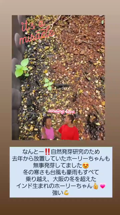 ホーリーバジル効果効能・種まきなどおまとめ記事(追記あり)の記事動画