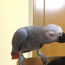 ヒロ姉、散歩中。の画像