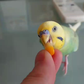ぴなちゃんのウマウマ動画の画像