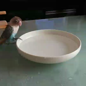 一瞬です(動画のみ)の画像