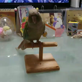 ハトカーが…(動画)の画像