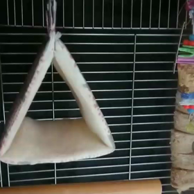 りんちゃんの一芸(動画)の画像