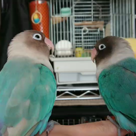 ジュラミル(＋ぴなちゃん)動画の画像