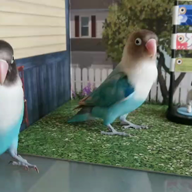 ミルたんご機嫌ナナメ(動画)の画像