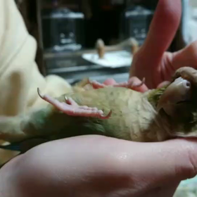 もしや寝てる？(動画)の画像