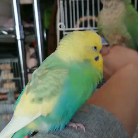 まったりだったりちゃぶ台返しだったり(動画)の画像