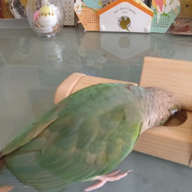 りんちゃん賢い!!(動画)の画像