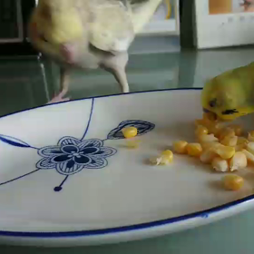 初物はウマイッ!!(動画あり)の画像