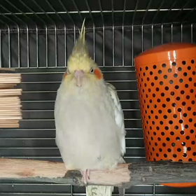 静止画みたいな動画の画像