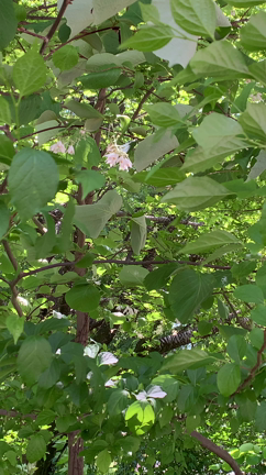 皇居東御苑の植物たち②の記事動画