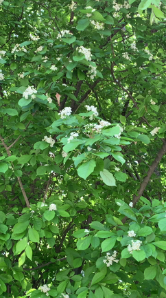 皇居東御苑の植物たち②の記事動画