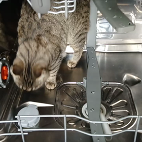 あら、大変!!!　猫さまが悪いこと企んでる!!!の画像