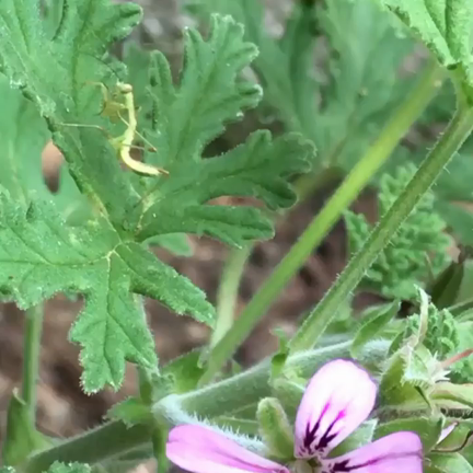 コロナがくれた時間。カマキリの赤ちゃんとローズゼラニウムの記事動画