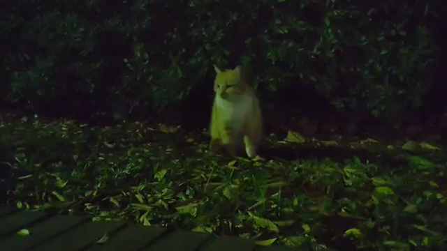 譲渡会の結果＆一人ぼっちになってしまった母猫きなこちゃんの記事動画