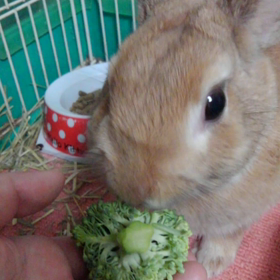 食べるうさぎ♡の画像