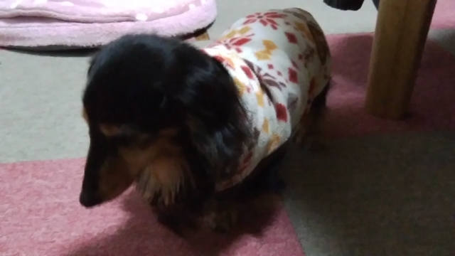さくらどうしたの？の記事動画