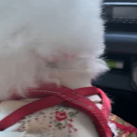 大きな公園で／夢の紅白のサムネイル画像