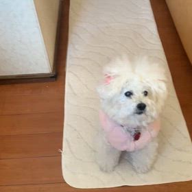 新聞配達／ウルフムーン、箱根駅伝のサムネイル画像