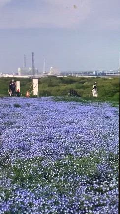 日本最大級ネモフィラ公園の天使／さゆりちゃんの記事動画
