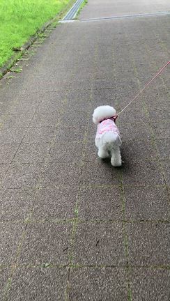 公園の紫陽花〜今日のラッキーカラーは黄色の記事動画