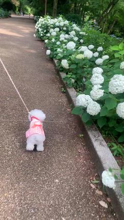 アジサイ園へ／ありがとうございますの記事動画