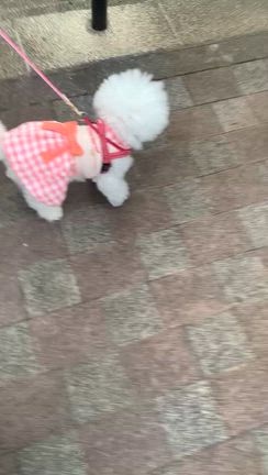 アジサイ園へ／ありがとうございますの記事動画