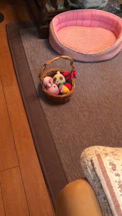 シェリィの動画＆ピアノ連弾コンサートの記事動画