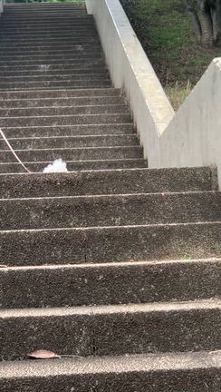 公園の紫陽花〜今日のラッキーカラーは黄色の記事動画