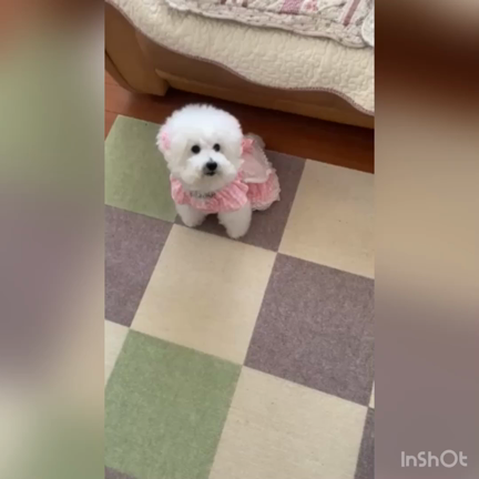 お出かけ•お散歩前にトイレの記事動画