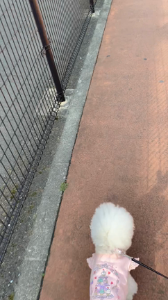 メゾピアノ祭りは突然に•*¨*•.¸¸♬︎パンまつりの記事動画